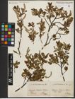 Foto von Salix waldsteiniana Willd.